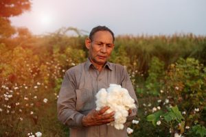 Happy old satisfied farmer of Indian ethnicity carrying cotton crop in his hands.