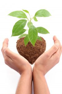 Hands protecting baby plant on white background